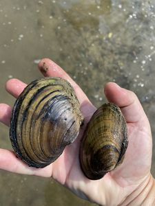 Two freshwater mussels in outstretched hand.