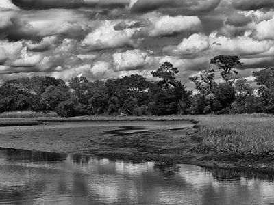 Thick white clouds hang low over a stand of trees along the edge of an open wetland.