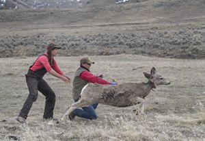 A deer with a radio collar on runs away from two people who are releasing it into the wild.