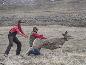  A mule deer runs away from two people after being released. 