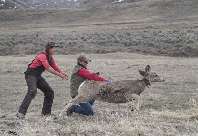 A mule deer is released after being collared by two biologists. 