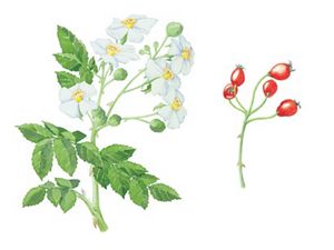 Two illustrations, five petal white flowers with yellow centers grow in clusters from a thin stem and five red berries branch off of the end of a stem.