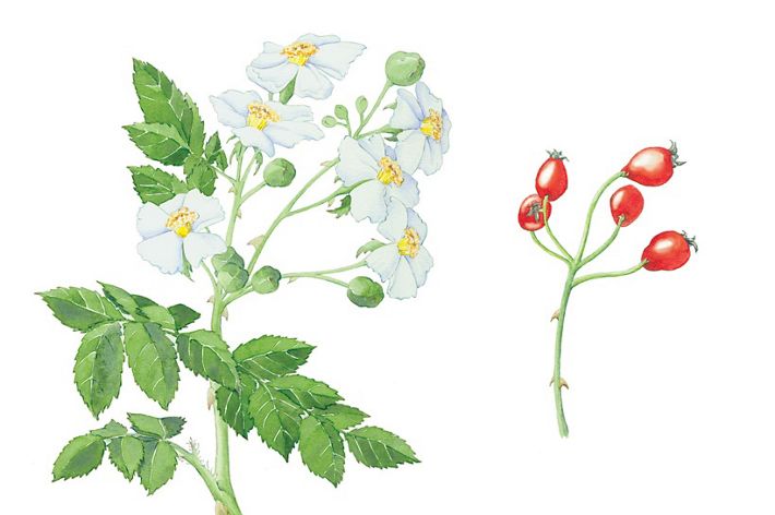 Multiflora rose flowers and fruit illustration.