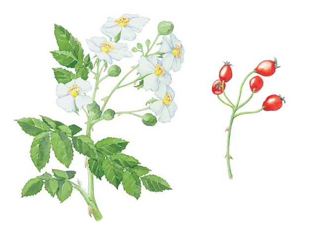Multiflora rose flowers and fruit illustration.