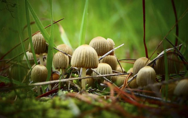 fungi