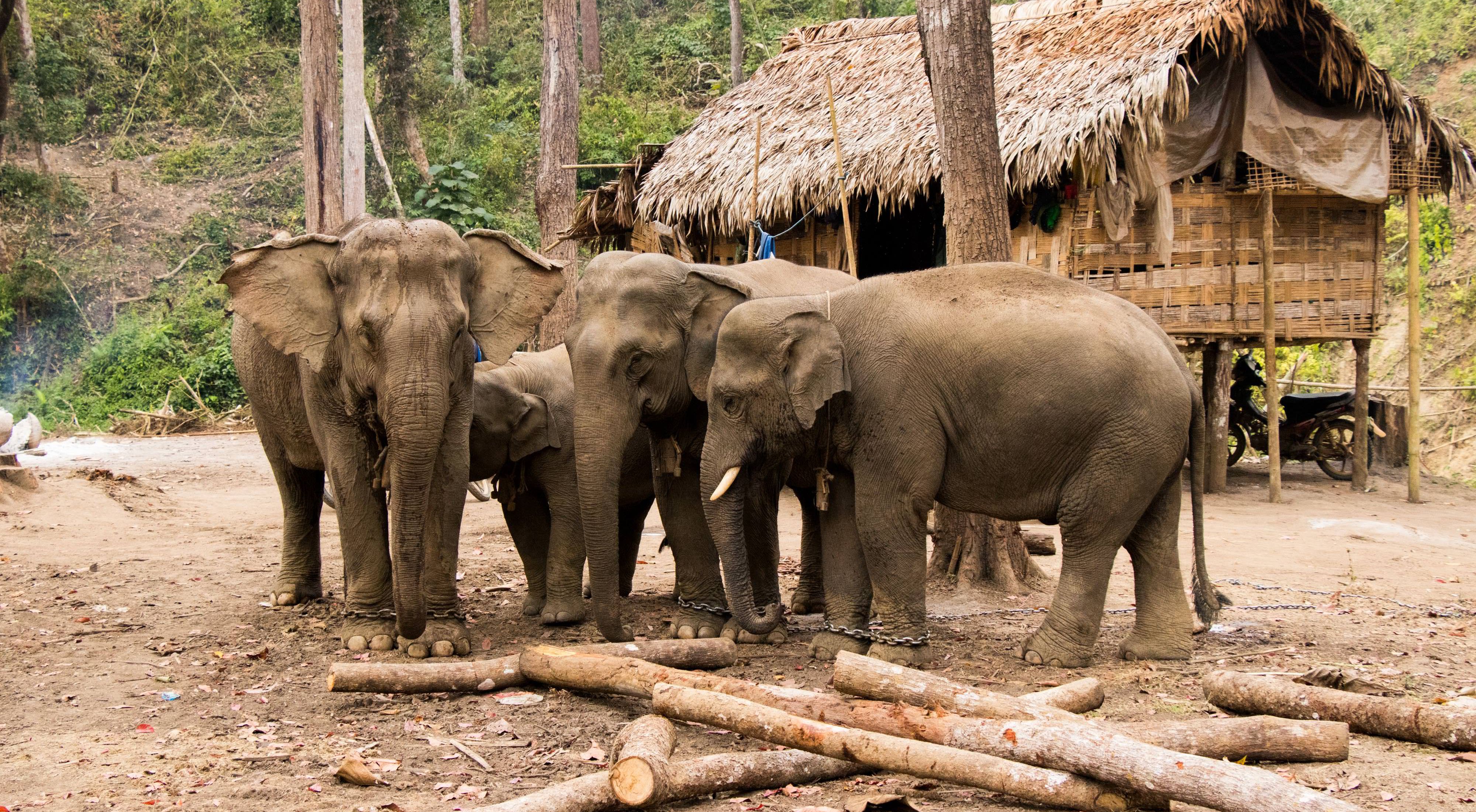 is home to 2,000 wild Asian elephants and 5,000 domesticated timber elephants that are symbols of national pride and the world’s best example of reduced-impact logging.