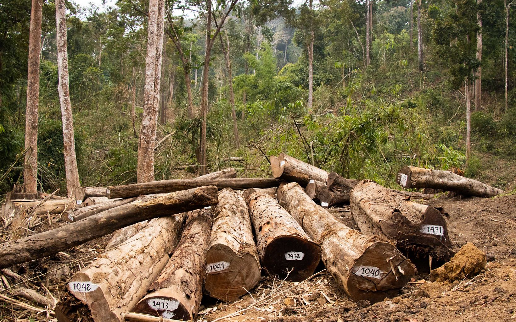 
                
                  約70％的緬甸居民生活在農村地區 他們的基本生活依賴森林
                  © Justine Hausheer/TNC
                
              