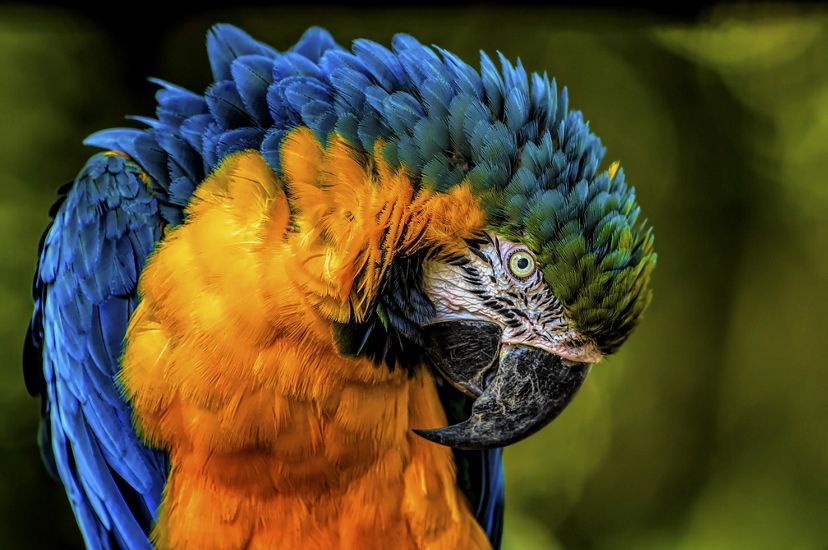blue and yellow macaw close up with its head curled down towards its breast