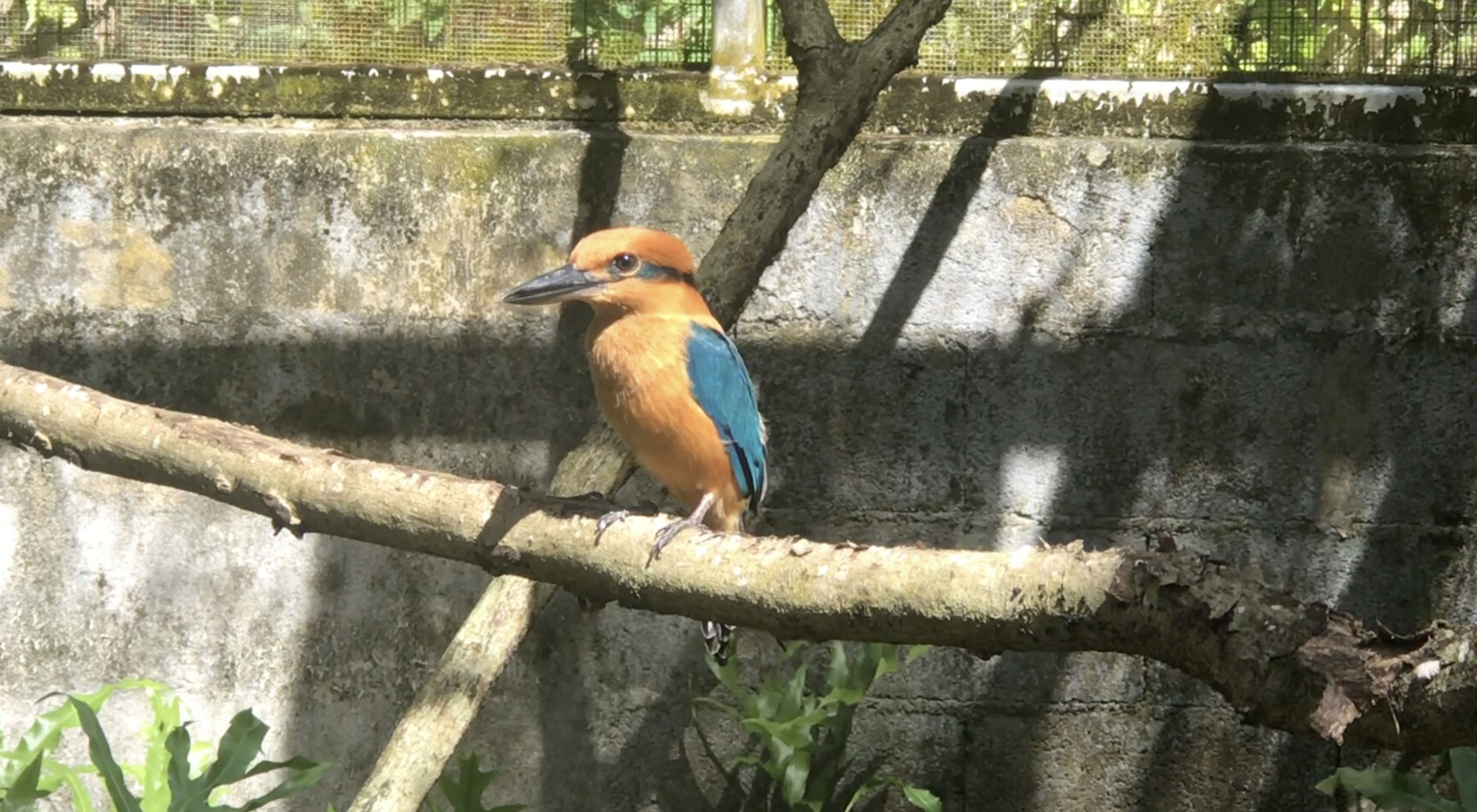 A male Guam kingfisher sits on a branch in a netted enclosure.
