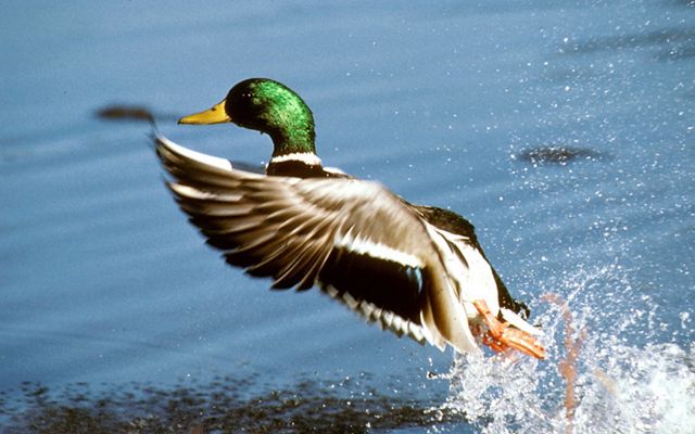 A mallard drake duck taking flight out of the wetlands of the Missouri Coteau in North Dakota that also provides habitat for pollinators and grassland birds.