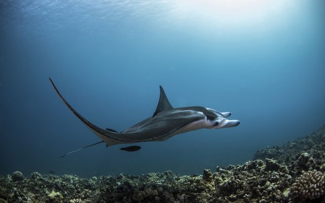 Underwater view of a manta ray swimming in blue waters of Hawaii.