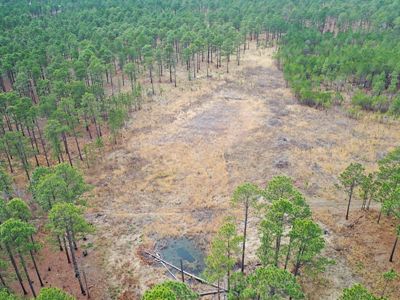 Drained wetland between longleaf pine forest.