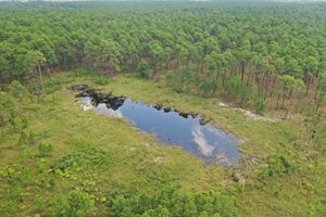 Restored wetland between longleaf pine forest.