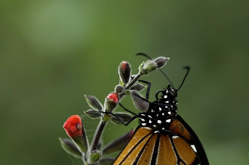 Mariposa monarca.
