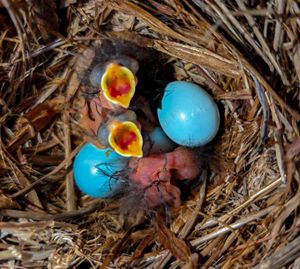Three small birds open their mouths wide inside of a nest containig two blue eggs.