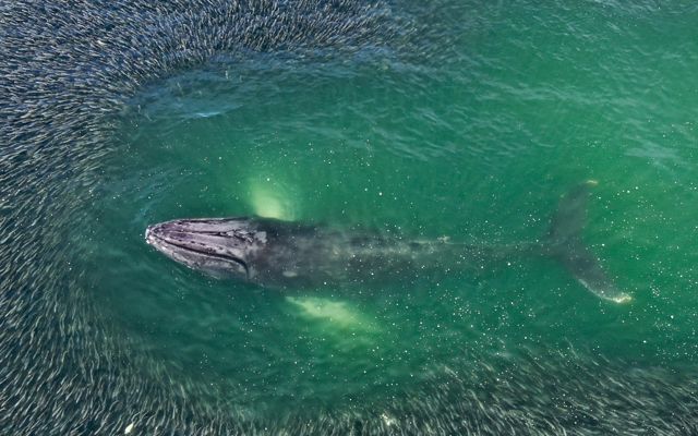 A school of menhaden surround a humpback whale in East Hampton, New York.