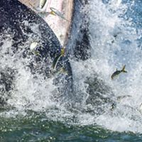 Many small fish leap out of churning water next to the gaping mouth of a humpback whale emerging from the water.
