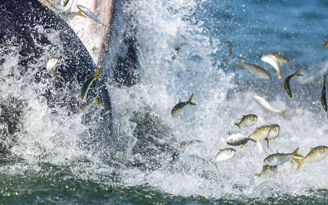 Small silver menhaden fish leap above the water in a white spray of foam as a humpback whale feeds.
