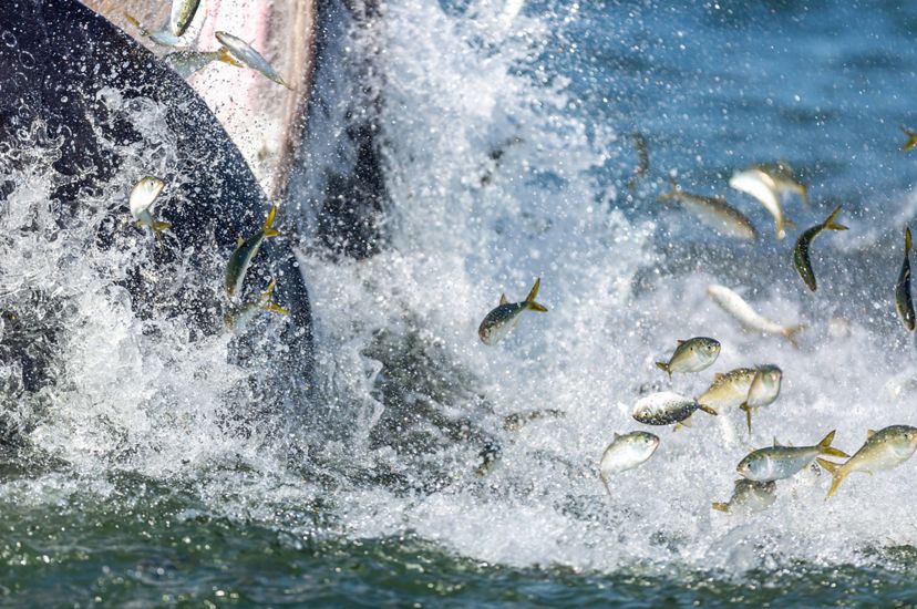 Small silver menhaden fish leap above the water in a white spray of foam as a humpback whale feeds.