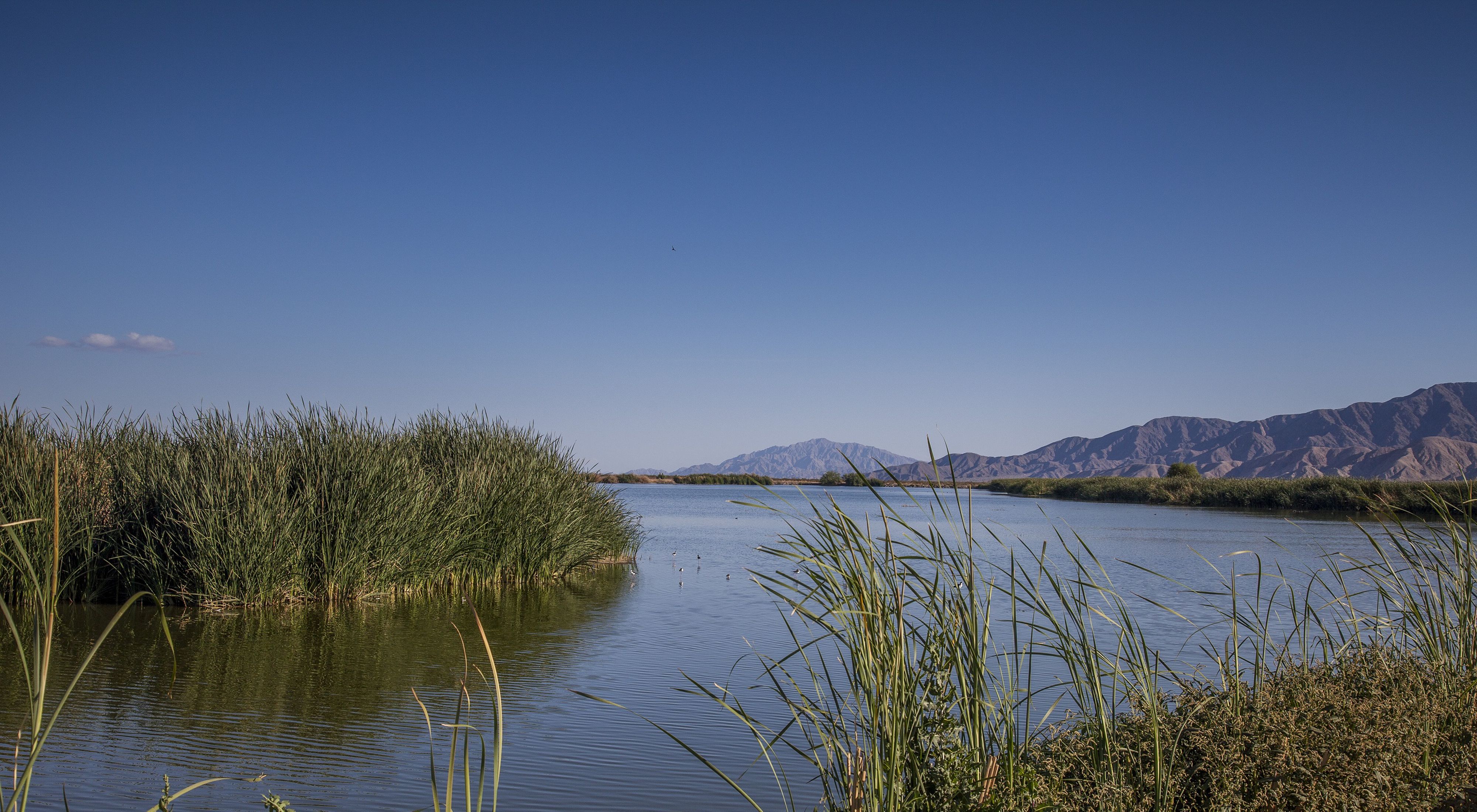 (ALL RIGHTS) May 2013. Las Arenitas is a 250-acre wetland in Mexico’s Sonoran Desert. It is sustained by treated wastewater from a treatment plant that services the city of Mexicali. Working with the treatment plant, Pronatura Noroeste and the Sonoran Institute constructed these wetlands to remove pollutants from the wastewater, giving it an additional cleansing before it is released into the Rio Hardy. This project has also help restore vital Colorado River Delta habitat. Photo credit: © Erika Nortemann/TNC             