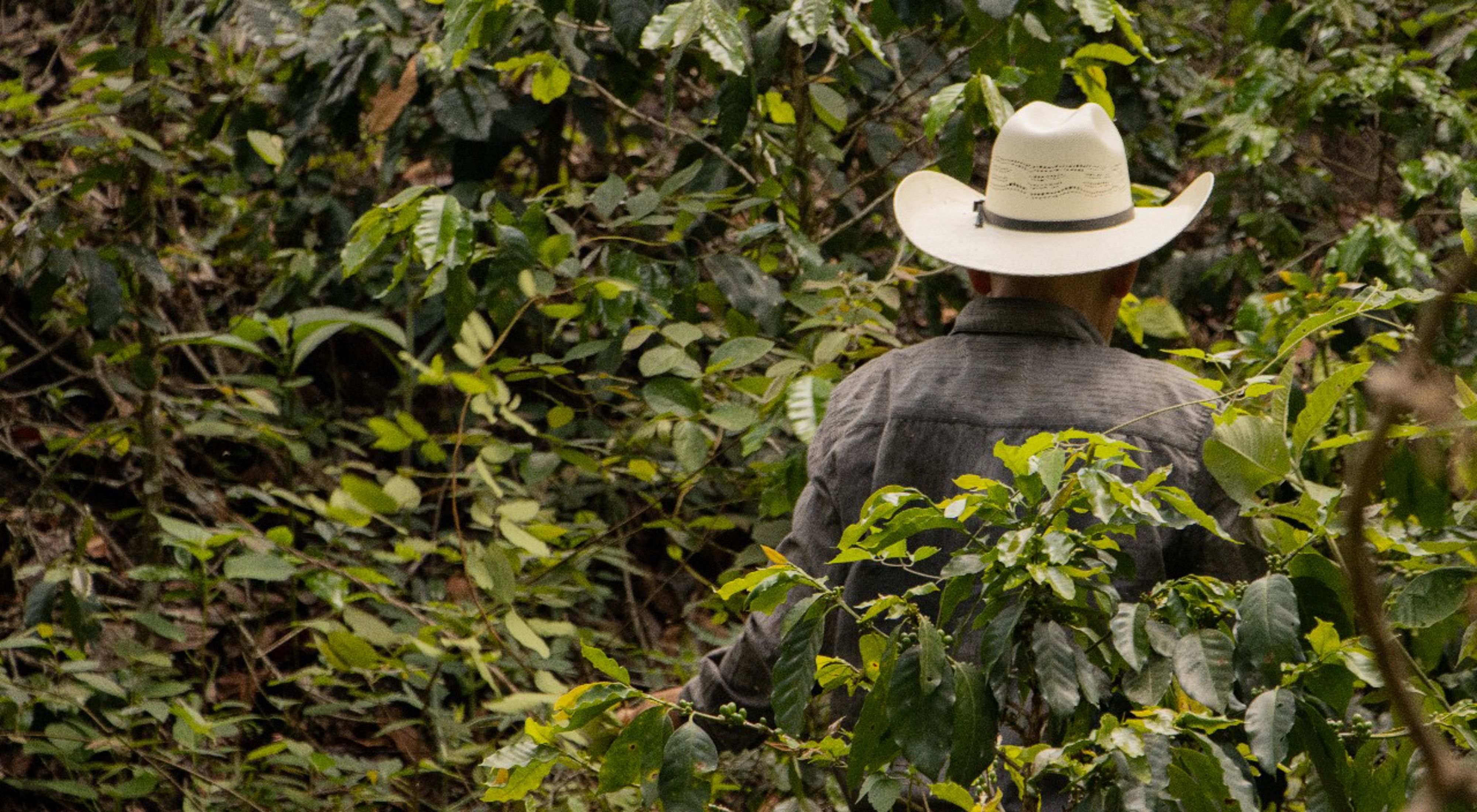 El valor del acceso a mercados para las y los productores de café en la Sierra Madre de Chiapas