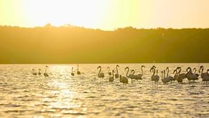 A la luz dorada del atardecer, un grupo de flamencos se desplaza elegantemente sobre las tranquilas aguas, creando un momento mágico