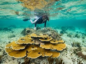 Snorkeler Belize reef