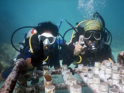 Mujeres restaurando corales