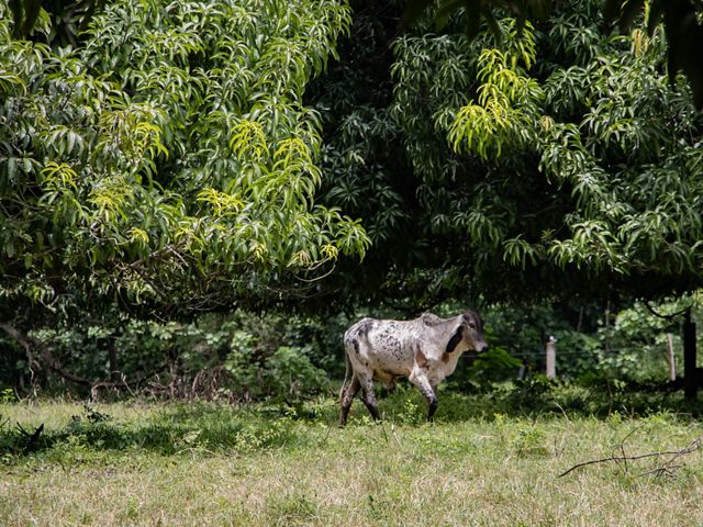 Una vaca caminando entre los árboles en la región
