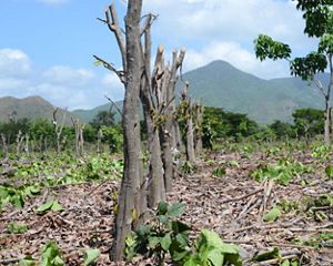 La iniciativa busca restaurar la salud de los suelos y, en el proceso, almacenar carbono, liberando más tierras para la concentración y manteniendo empleos en las áreas rurales.