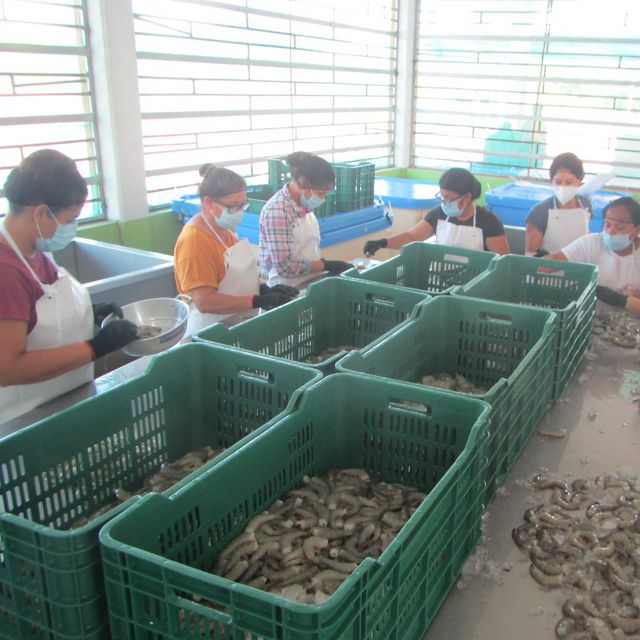 Mujeres trabajando con camarón en Marismas Nacionales