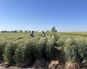 realizando pruebas de humedad de suelo en parcela experimental