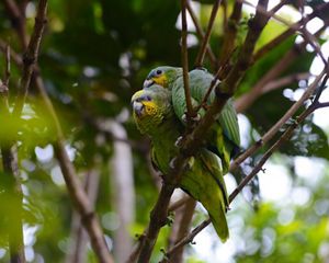 Dos cotorras paradas muy de cerca sobre la rama de un árbol