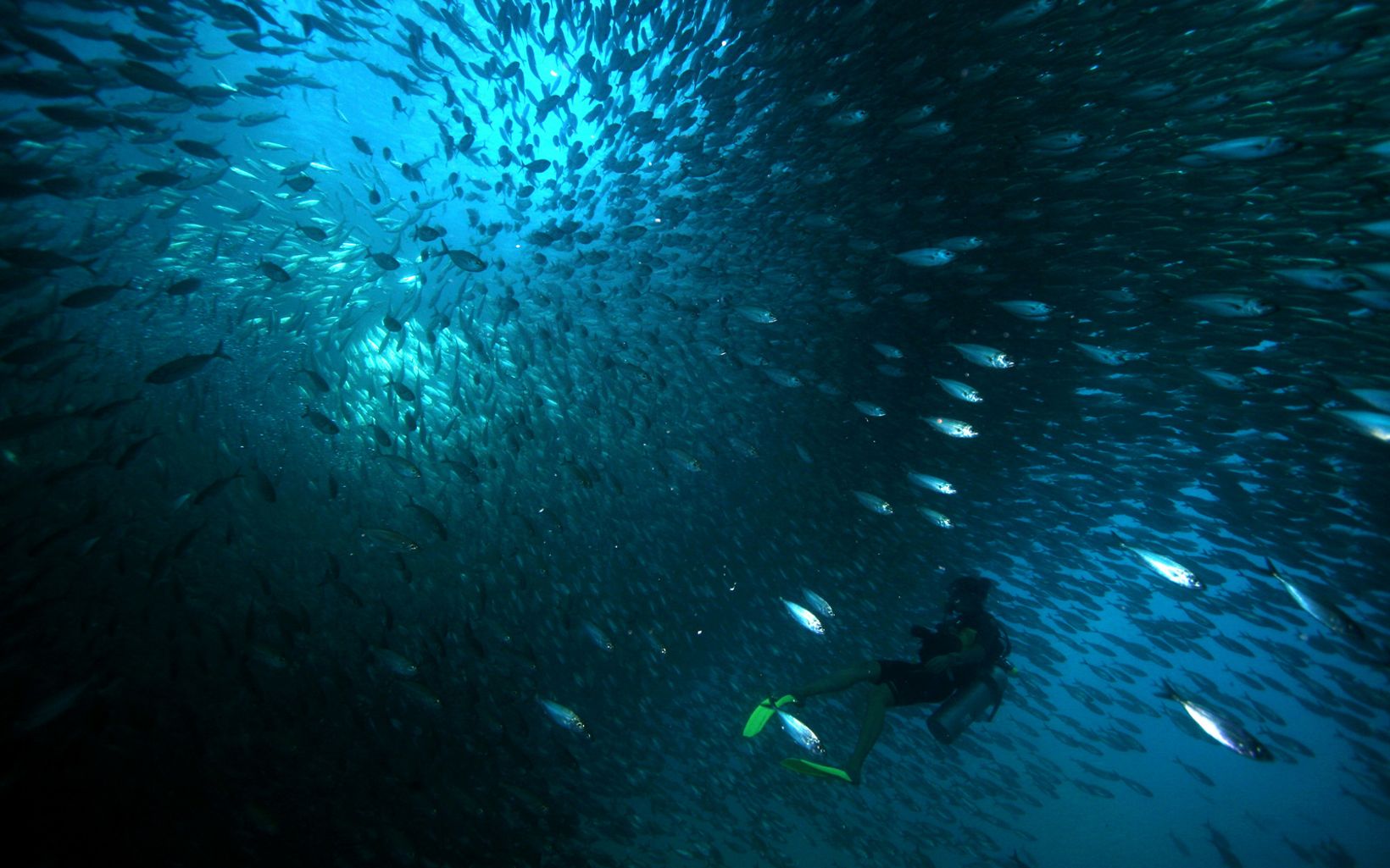 Sumergidos en el corazón de una escuela de sardinas frente a la Isla Cerralvo en el Golfo de California en México. The Nature Conservancy está trabajando en la región de Baja California para proteger la vida silvestre y el hábitat pesquero y fortalecer una red de áreas marinas protegidas.