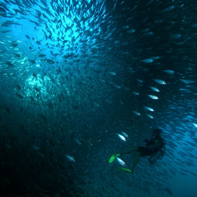 Sumergidos en el corazón de una escuela de sardinas frente a la Isla Cerralvo en el Golfo de California en México. The Nature Conservancy está trabajando en la región de Baja California para proteger la vida silvestre y el hábitat pesquero y fortalecer una red de áreas marinas protegidas.