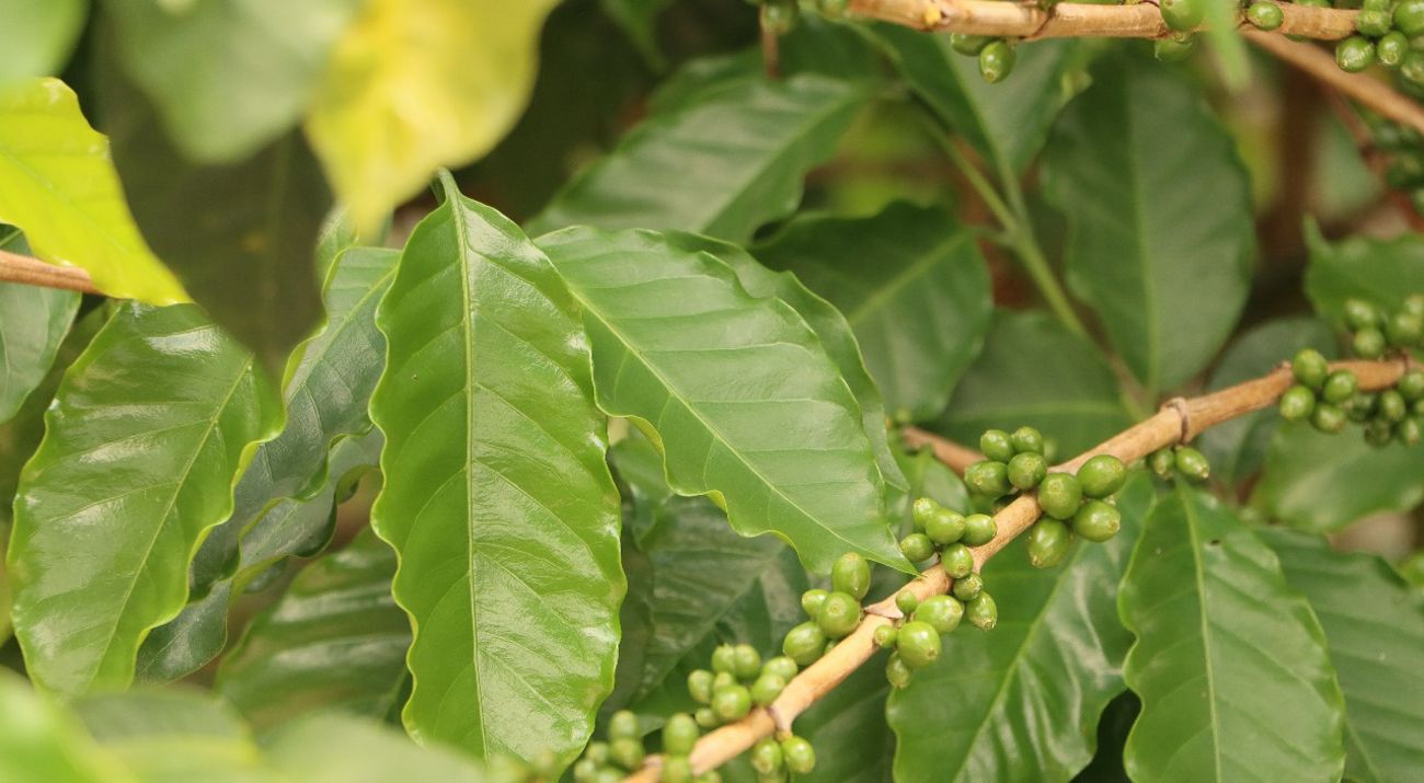 plant