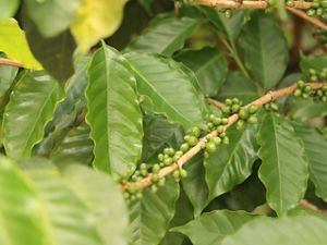 Seleccionan cinco organizaciones para fortalecer el acceso a mercados de productores y productoras de café en Oaxaca
