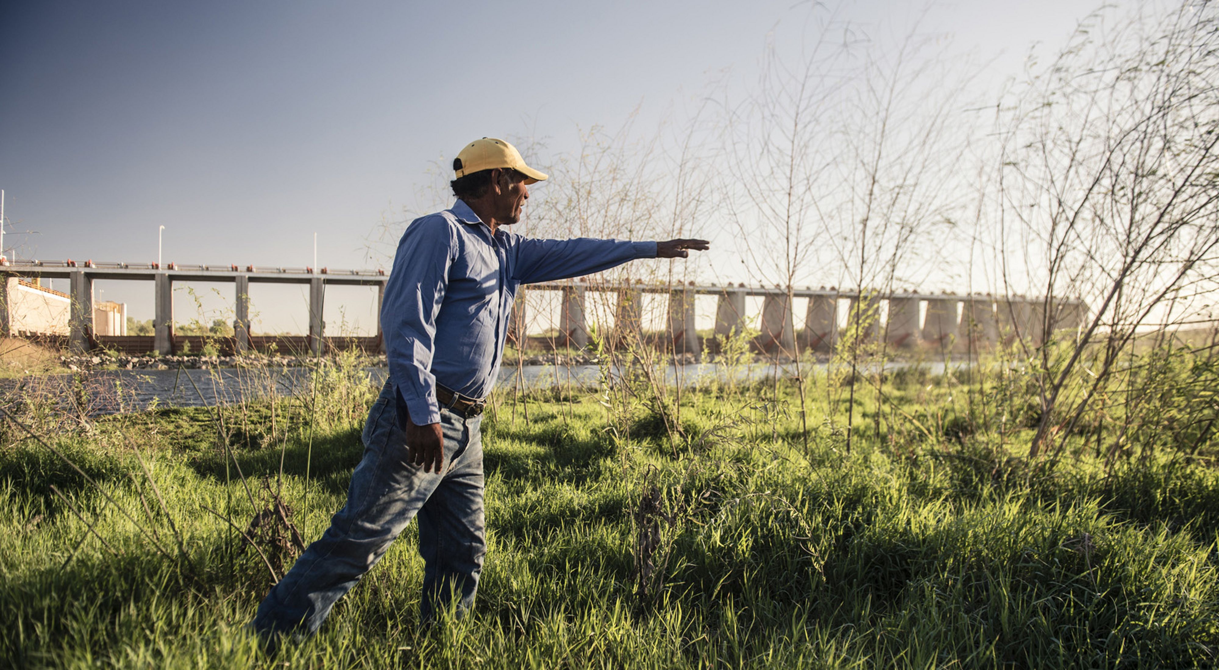 Juan Butron examina los nuevos retoños de sauce que se han disparado desde el evento Pulse Flow en la primavera de 2014. La presa de Morelos detrás de él marca la frontera entre los EE. UU. Y México y desvía 1,55 millones de acres de pies del río Colorado a los canales de riego mexicanos, abasteciendo agua a los agricultores en el Valle de Mexicali, así como a los municipios de Mexicali, Tijuana y Tecate.