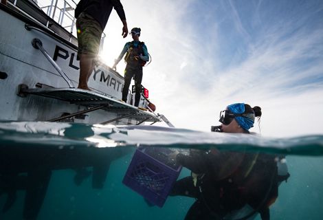 Christina Mallica, a scientist who is a part of the TNC  coral outplanting team, dives into the water to prepare to collect corals (Acropora cervicornis) from an existing coral nursery that TNC has worked on over the past several years.  On this dive, the scientists collected the remaining corals from the trees and cleaned the trees. They cut the corals from the trees and put them in baskets to bring back to the surface and transport to the outplant site. Dry Tortugas National Park, Florida, June 2018.