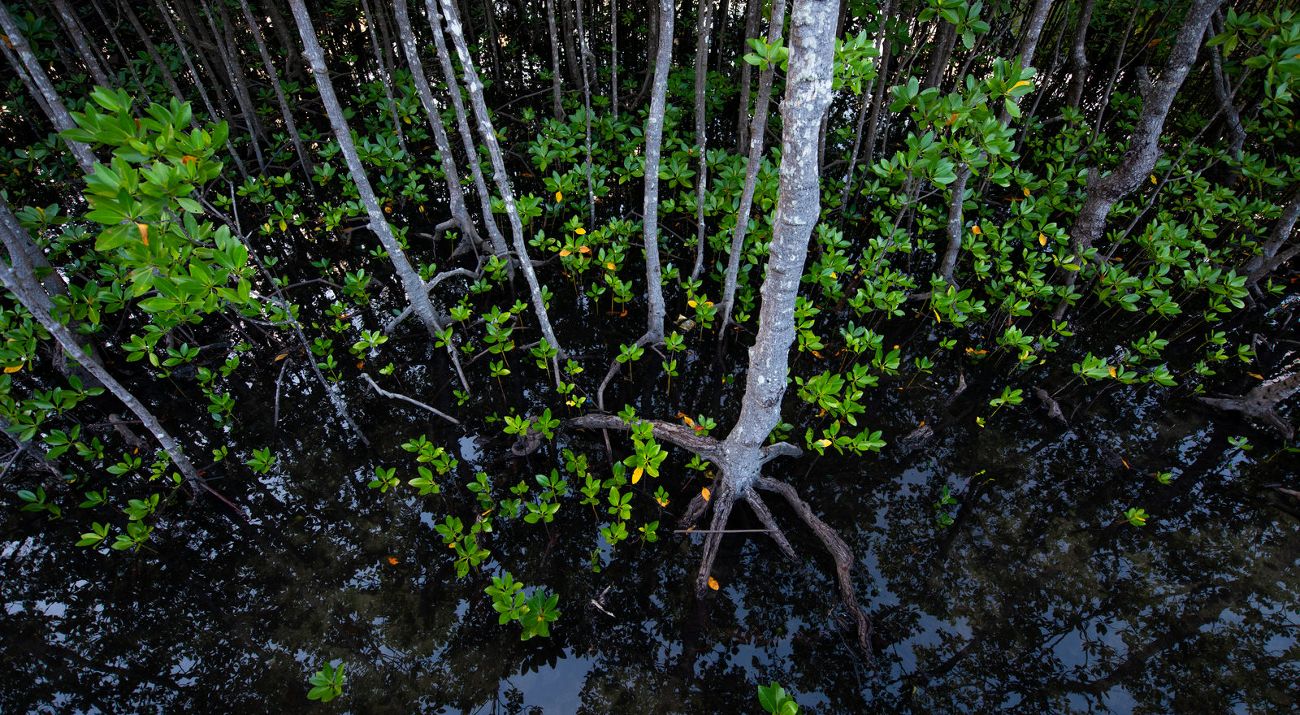 The Nature Conservancy's conservation initiatives in East Kalimantan, Indonesia.