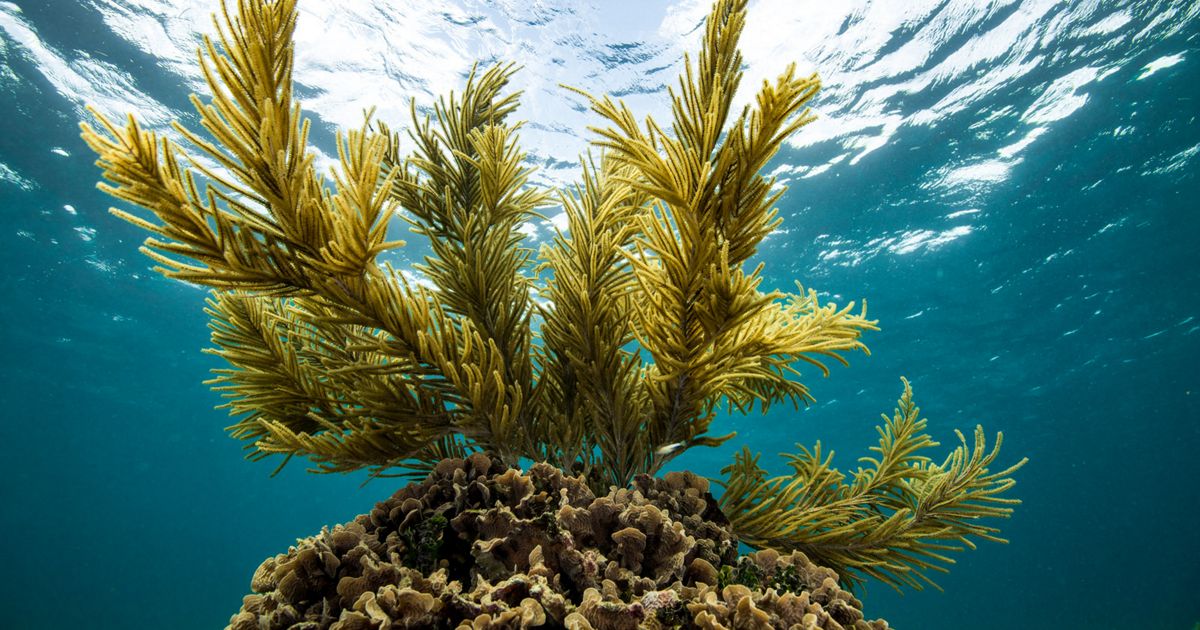 Coral Reefs as National Natural Infrastructure