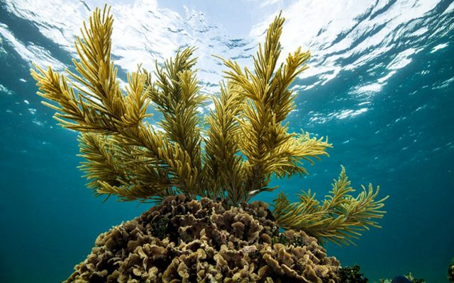 Un coral mole baila con las olas que rompen sobre el en la barrera de coral  mesoamericana.