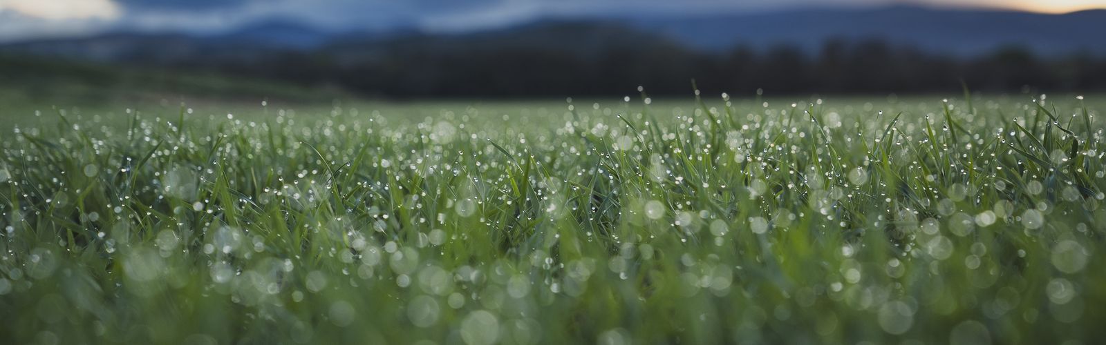 Dew beads on young wheat in the foreground. In the background, blurry clouds travel over distant dark mountains. 