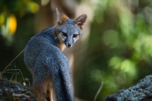 A gray fox standing and looking over its shoulder at the camera against a blurred green background. 