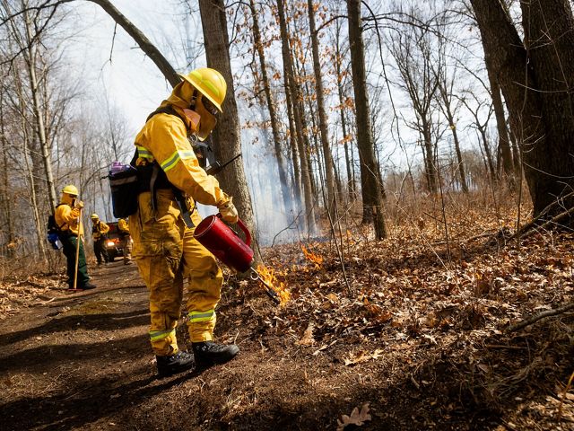 A person in yellow fire safety gear using a drip torch to start a prescribed burn in a forest.