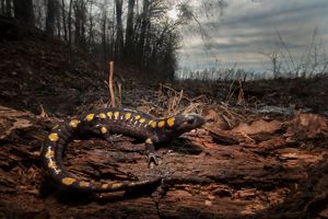A dark salamander with yellow spots sitting on leaf-covered ground with trees in the background. 