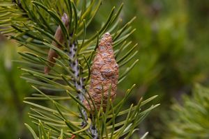 A close-up of a closed jack pine cone on a branch surrounded by the pine's needles.