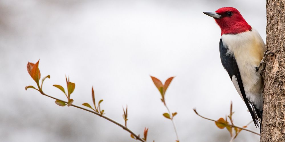 A Kirtland's warbler sitting on brank