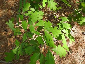 A top view of a young white oak sapling growing on a forest floor.