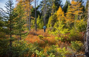 Person walking through the forest.